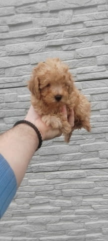 Poodles Toy Poodle - city of Izvun Bulgaria | Dogs - снимка 4