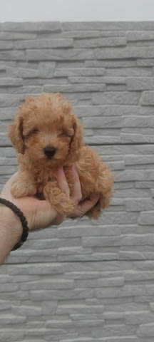 Poodles Toy Poodle - city of Izvun Bulgaria | Dogs - снимка 5