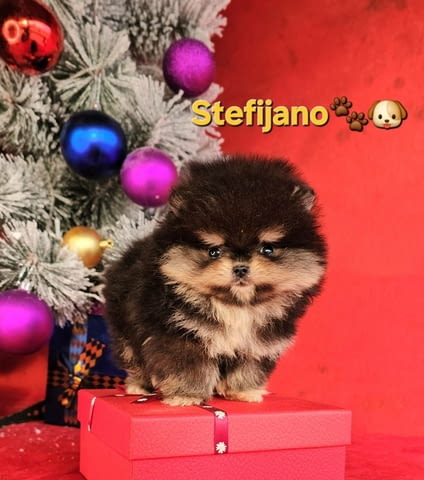 Pomeranian Boo – кученца CHOCOLATE & TAN  НОВО, city of Izvun Bulgaria | Dogs - снимка 2