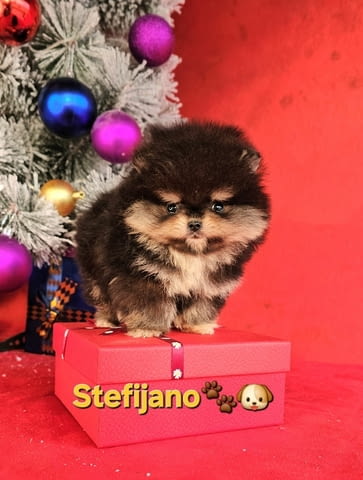 Pomeranian Boo – кученца CHOCOLATE & TAN  НОВО, city of Izvun Bulgaria | Dogs - снимка 3