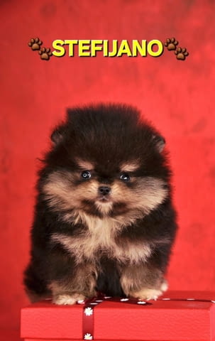 Pomeranian Boo – кученца CHOCOLATE & TAN  НОВО, city of Izvun Bulgaria | Dogs - снимка 4