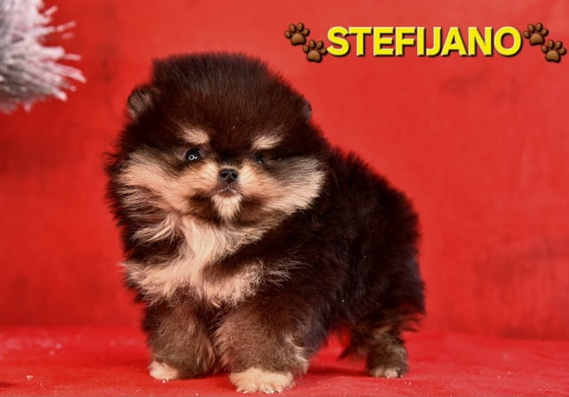 Pomeranian Boo – кученца CHOCOLATE & TAN  НОВО, city of Izvun Bulgaria | Dogs - снимка 5