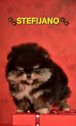 Pomeranian Boo – кученца CHOCOLATE & TAN  НОВО, city of Izvun Bulgaria | Dogs - снимка 6