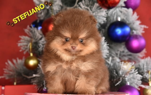 Pomeranian Boo – кученца CHOCOLATE & TAN  НОВО, city of Izvun Bulgaria | Dogs - снимка 8