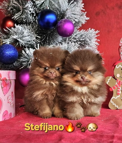 Pomeranian Boo – кученца CHOCOLATE & TAN  НОВО, city of Izvun Bulgaria | Dogs - снимка 9