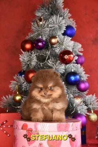 Pomeranian Boo – кученца CHOCOLATE & TAN  НОВО, city of Izvun Bulgaria | Dogs - снимка 10