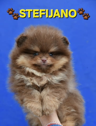 Pomeranian Boo – кученца CHOCOLATE & TAN  НОВО, city of Izvun Bulgaria | Dogs - снимка 12