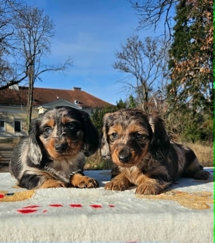Дългокосмест дакел Longhair Dachshund, 2 Months, Vaccinated - Yes - city of Izvun Bulgaria | Dogs - снимка 1