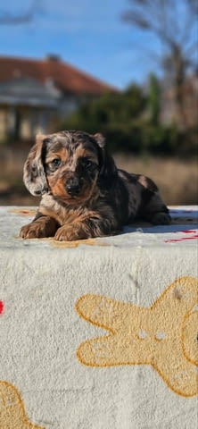Дългокосмест дакел Longhair Dachshund, 2 Months, Vaccinated - Yes - city of Izvun Bulgaria | Dogs - снимка 2