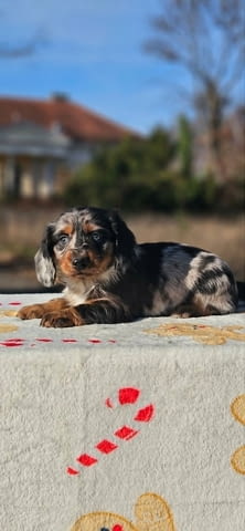 Дългокосмест дакел Longhair Dachshund, 2 Months, Vaccinated - Yes - city of Izvun Bulgaria | Dogs - снимка 3