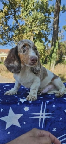 Дългокосмест дакел Longhair Dachshund, 2 Months, Vaccinated - Yes - city of Izvun Bulgaria | Dogs - снимка 4