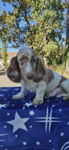 Дългокосмест дакел Longhair Dachshund, 2 Months, Vaccinated - Yes - city of Izvun Bulgaria | Dogs - снимка 5