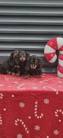 Дългокосмест дакел Longhair Dachshund, 2 Months, Vaccinated - Yes - city of Izvun Bulgaria | Dogs - снимка 6
