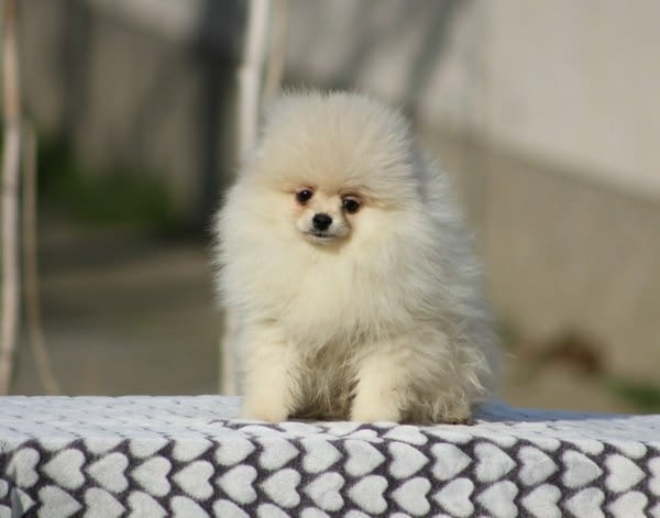 Кученца от породата Померан Бу Pomeranian, 2 Months, Vaccinated - Yes - city of Izvun Bulgaria | Dogs - снимка 2