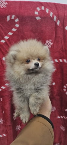 Кученца от породата Померан Бу Pomeranian, 2 Months, Vaccinated - Yes - city of Izvun Bulgaria | Dogs - снимка 3
