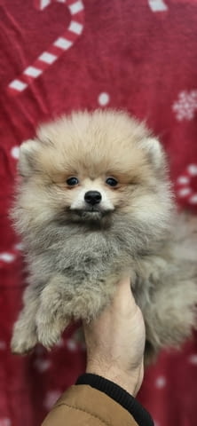 Кученца от породата Померан Бу Pomeranian, 2 Months, Vaccinated - Yes - city of Izvun Bulgaria | Dogs - снимка 4
