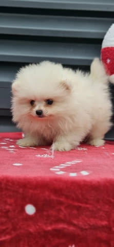 Кученца от породата Померан Бу Pomeranian, 2 Months, Vaccinated - Yes - city of Izvun Bulgaria | Dogs - снимка 5