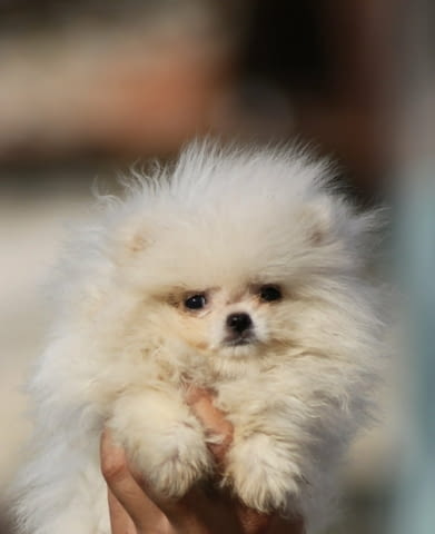 Кученца от породата Померан Бу Pomeranian, 2 Months, Vaccinated - Yes - city of Izvun Bulgaria | Dogs - снимка 6