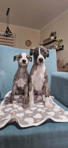 Кученца от породата Персийски хрътки Салуки Салуки (Персийска хрътка), 3 месеца, Ваксинирано - Да - град Извън България | Кучета - снимка 2