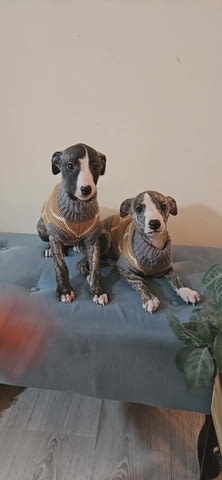 Кученца от породата Персийски хрътки Салуки Салуки (Персийска хрътка), 3 месеца, Ваксинирано - Да - град Извън България | Кучета - снимка 3