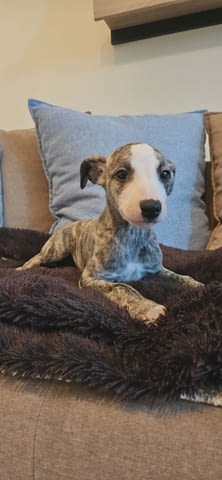 Кученца от породата Персийски хрътки Салуки Салуки (Персийска хрътка), 3 месеца, Ваксинирано - Да - град Извън България | Кучета - снимка 4