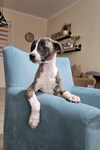 Кученца от породата Персийски хрътки Салуки Салуки (Персийска хрътка), 3 месеца, Ваксинирано - Да - град Извън България | Кучета - снимка 5