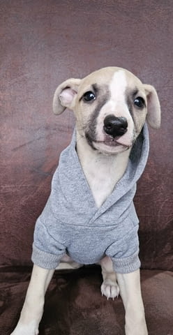 Кученца от породата Персийски хрътки Салуки Салуки (Персийска хрътка), 3 месеца, Ваксинирано - Да - град Извън България | Кучета - снимка 6