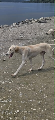 Кученца от породата Персийски хрътки Салуки Салуки (Персийска хрътка), 3 месеца, Ваксинирано - Да - град Извън България | Кучета - снимка 8