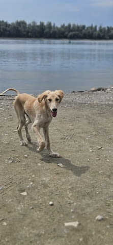 Кученца от породата Персийски хрътки Салуки Салуки (Персийска хрътка), 3 месеца, Ваксинирано - Да - град Извън България | Кучета - снимка 9