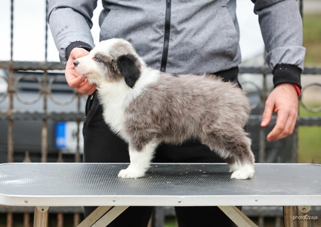 Border Collie – кученца Бордърколи, Ваксинирано - Да, Обезпаразитено - Да - град Извън България | Кучета - снимка 2