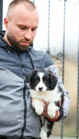 Border Collie – кученца Бордърколи, Ваксинирано - Да, Обезпаразитено - Да - град Извън България | Кучета - снимка 3