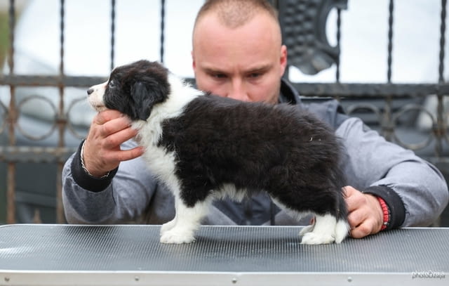Border Collie – кученца Бордърколи, Ваксинирано - Да, Обезпаразитено - Да - град Извън България | Кучета - снимка 5