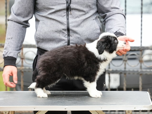 Border Collie – кученца Бордърколи, Ваксинирано - Да, Обезпаразитено - Да - град Извън България | Кучета - снимка 6