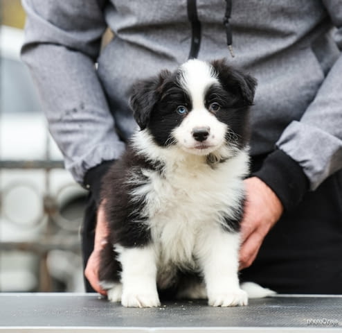 Border Collie – кученца Бордърколи, Ваксинирано - Да, Обезпаразитено - Да - град Извън България | Кучета - снимка 7