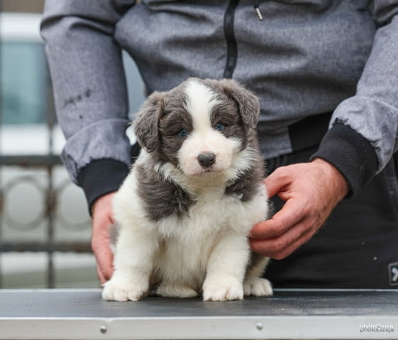 Border Collie – кученца Бордърколи, Ваксинирано - Да, Обезпаразитено - Да - град Извън България | Кучета - снимка 8
