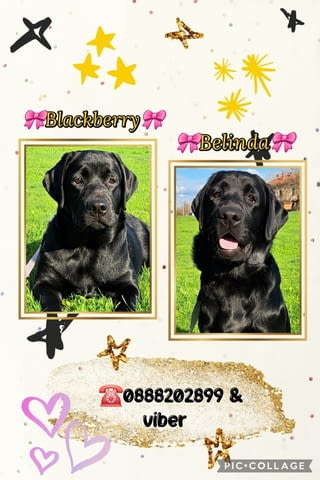 Лабрадор ретривър с родословие Лабрадорски ритривър, 6 месеца, Ваксинирано - Да - град Харманли | Кучета - снимка 1