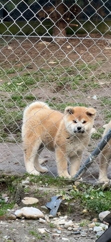 AKITA INU-Japanese Akita-Puppies with FCI papers, град Извън България | Кучета - снимка 1