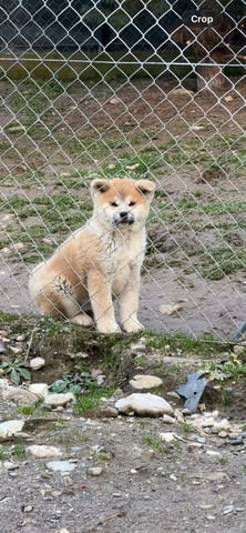 AKITA INU-Japanese Akita-Puppies with FCI papers, град Извън България | Кучета - снимка 2