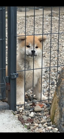 AKITA INU-Japanese Akita-Puppies with FCI papers, град Извън България | Кучета - снимка 3