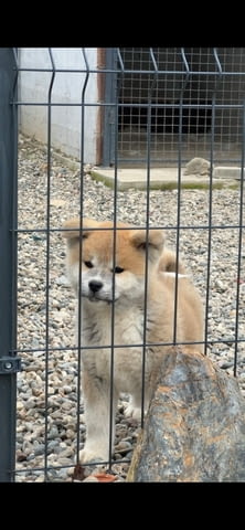 AKITA INU-Japanese Akita-Puppies with FCI papers, град Извън България | Кучета - снимка 4