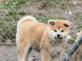 AKITA INU-Japanese Akita-Puppies with FCI papers