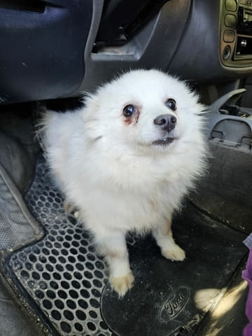 Шпицове мъжки Померан (Малък английски шпиц), 1 година, Ваксинирано - Да - град Хасково | Кучета