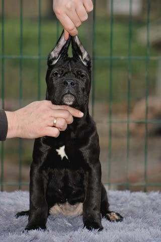 Кученца Кане Корсо за продажба Канекорсо, 2 месеца, Ваксинирано - Да - град Извън България | Кучета - снимка 5