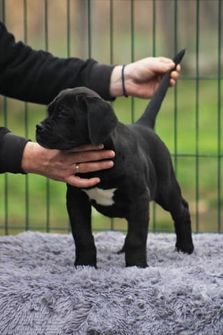 Кученца Кане Корсо за продажба Канекорсо, 2 месеца, Ваксинирано - Да - град Извън България | Кучета - снимка 6