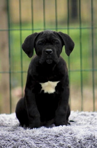 Кученца Кане Корсо за продажба Канекорсо, 2 месеца, Ваксинирано - Да - град Извън България | Кучета - снимка 7