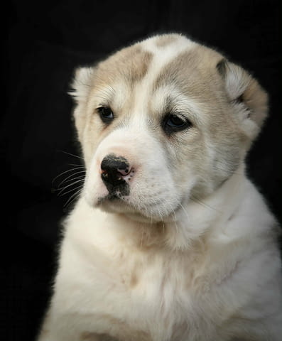 Средноазиатска овчарка – висококачествени кученца, град Извън България | Кучета - снимка 1