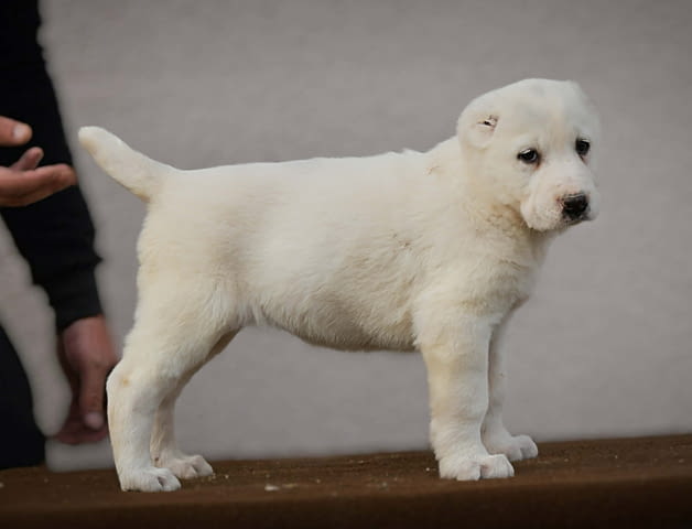 Средноазиатска овчарка – висококачествени кученца, град Извън България | Кучета - снимка 2