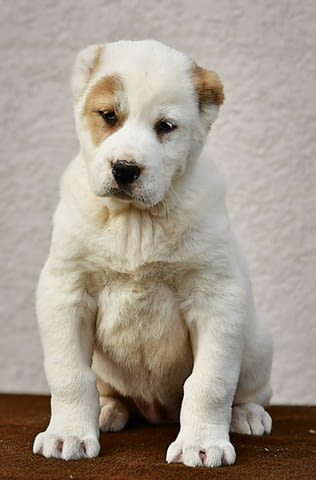 Средноазиатска овчарка – висококачествени кученца, град Извън България | Кучета - снимка 3