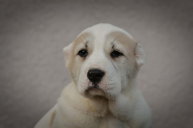 Средноазиатска овчарка – висококачествени кученца, град Извън България | Кучета - снимка 4