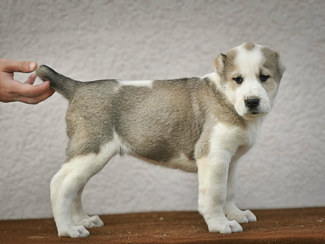 Средноазиатска овчарка – висококачествени кученца, град Извън България | Кучета - снимка 5